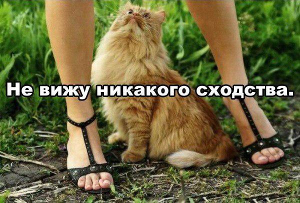 Подборка смешных картинок