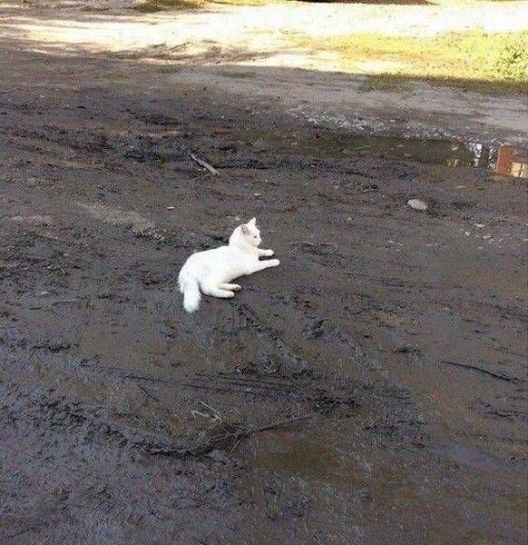 Коты из сети