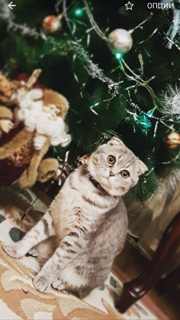 Коты и Кошки