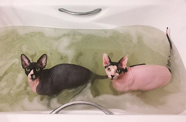 Мокрые киски