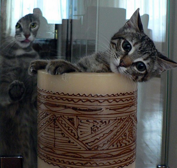 Котовторник: Кошки гаваны и другие!