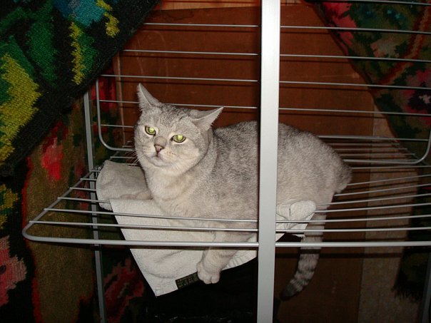 Котовторник объявляется открытым!