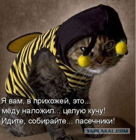 23 самых ленивых кота