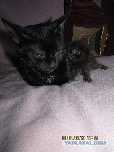 Котовторник 8 мая 2012