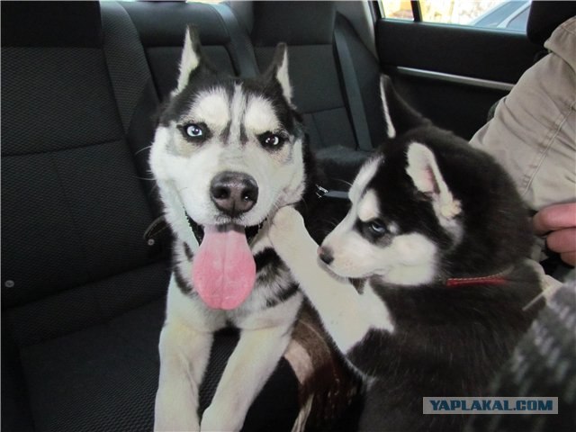 Нет отбоя, от этих пьяных женщин!