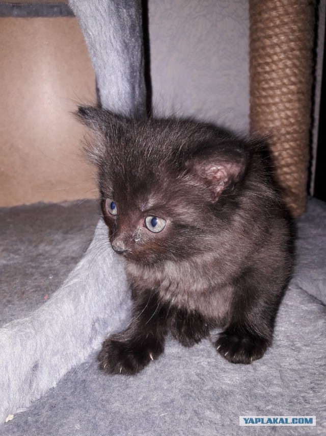 Раздаем котят в добрые руки.