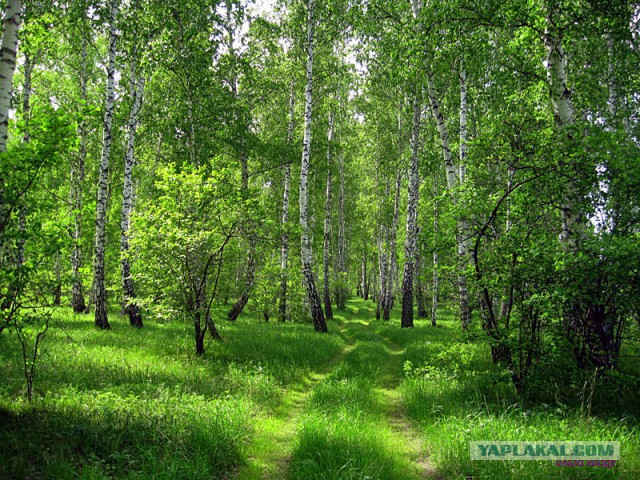 Красота сельских дорог