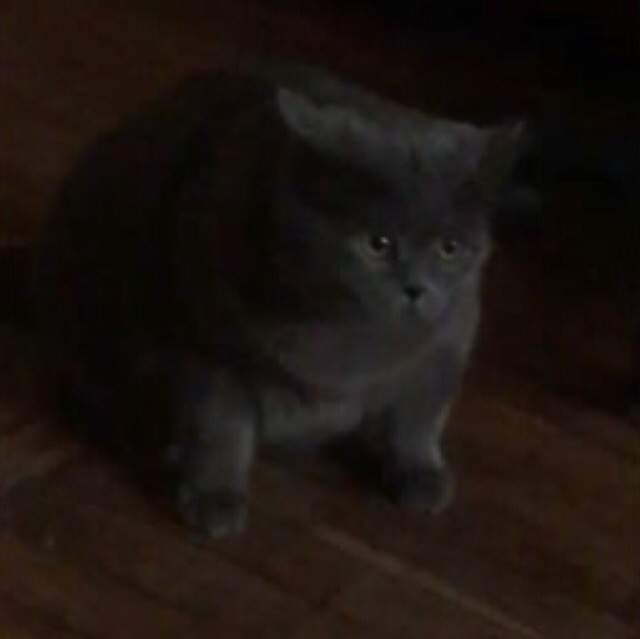 Забавные фото котеек