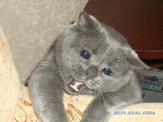 Котовторник?! Коты во вторник!