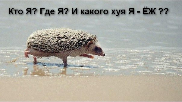 Картинки разные 08.10.2020
