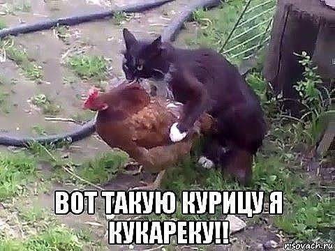 В Британии араба посадили на 3 года за секс с курицами на глазах у жены