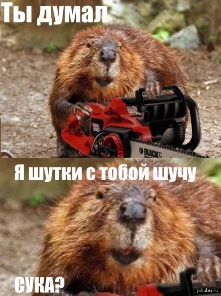 В Ровенской области мужчина провалился в яму, которую сделали бобры, и умер от упавшей сверху лошади