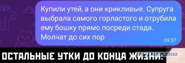 Весёлый полтишок 14.11