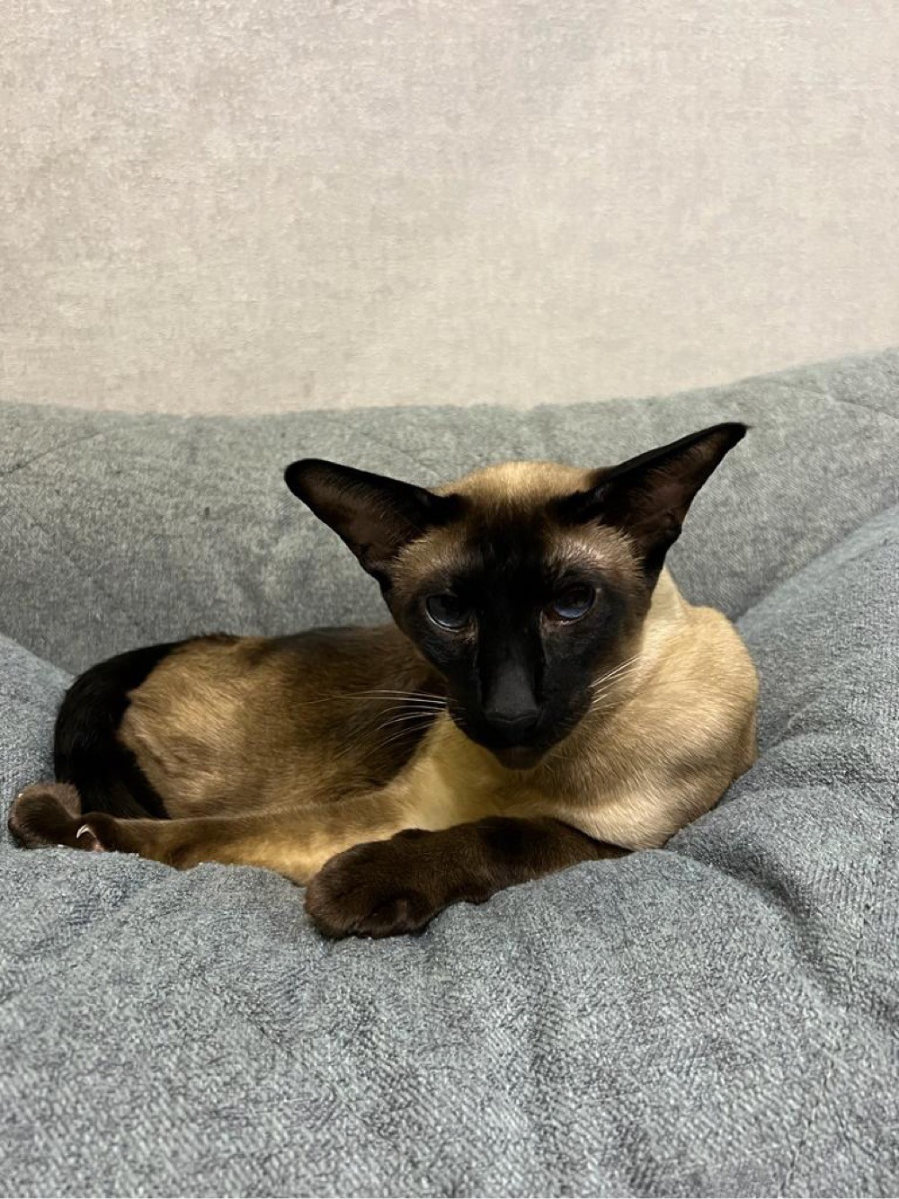 Котовторник