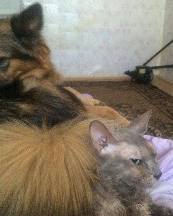Рыбов неси!