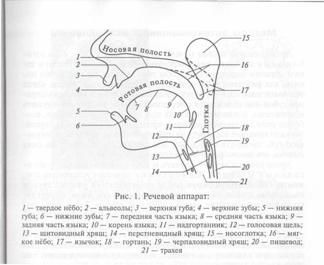 4. Физиологический аспект фонетики: Анатомия речевого аппарата и физиология орга