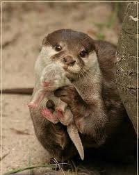 Хозяин, всё, я украл...теперь БЕЖИМ!