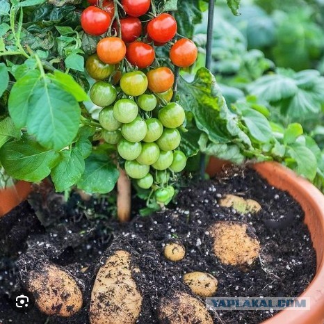 Не верь Нагулявшейся зрелой женщине