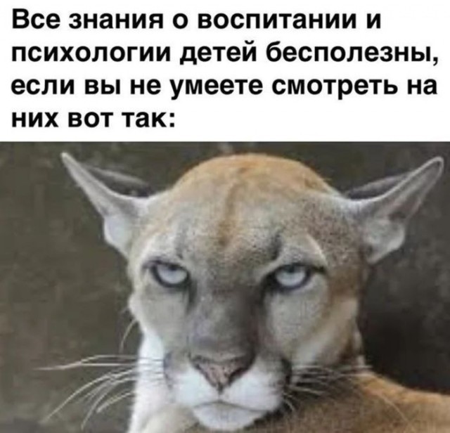 Всемирный день котиков.