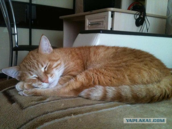 Котовторник 21.10.2014