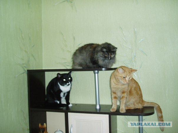 Котовторник