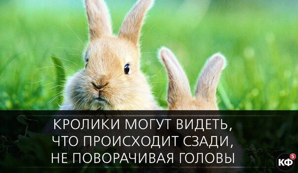 25 интересных фактов.