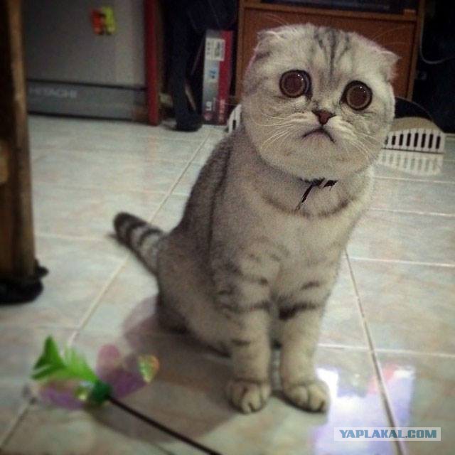 Когда увидел цены на зимнюю резину..