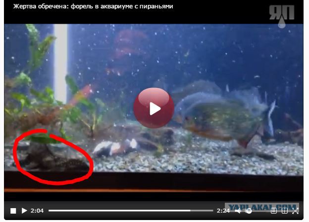 Жертва обречена: форель в аквариуме с пираньями