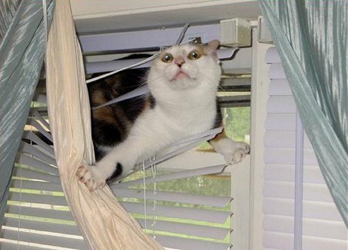 Коты и Кошки