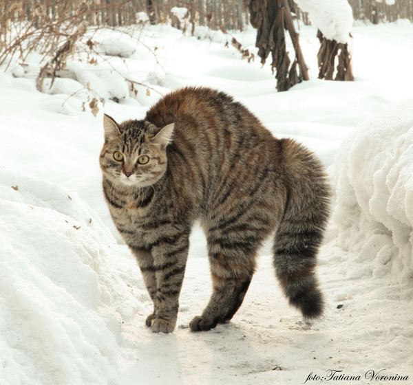 Коты и Кошки