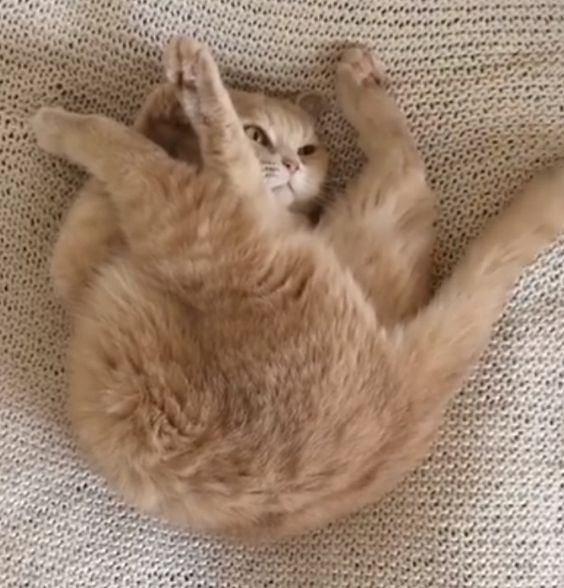 24 кота, которые подняли дерзость на новый уровень