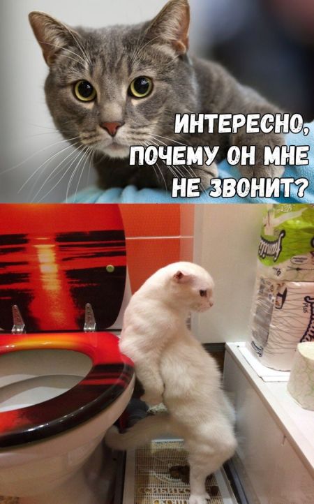 Забавных картинок не хотите ли?