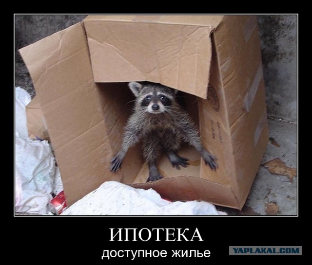 Пластиковые дома из пляжного мусора рака-отшельника