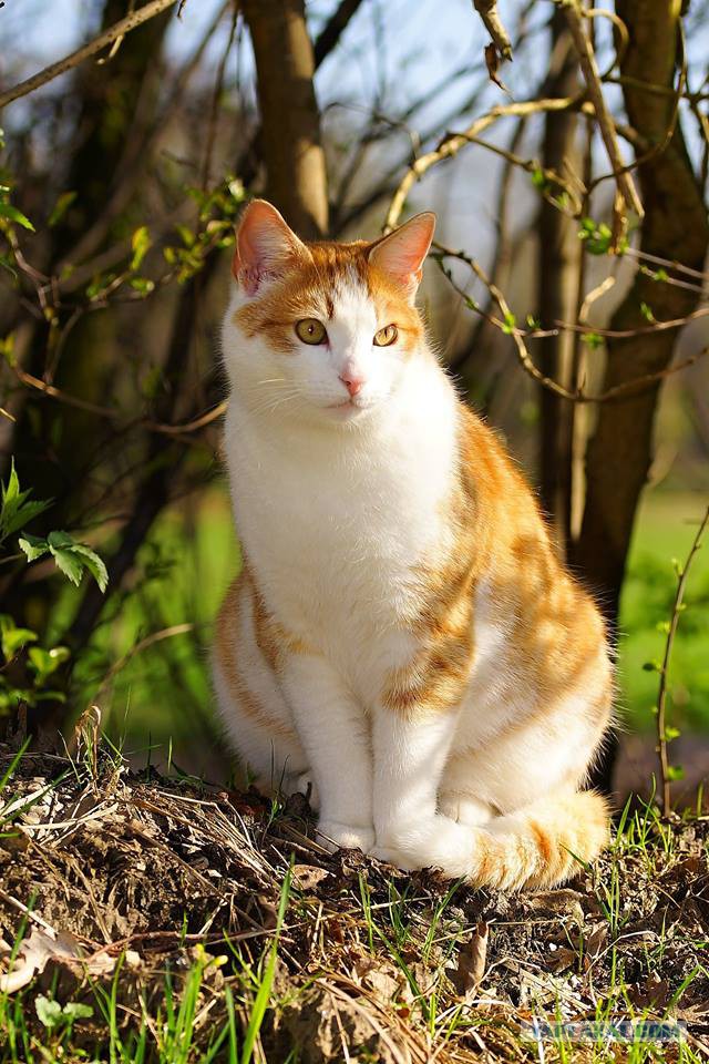 Котовторник 12.12.2017