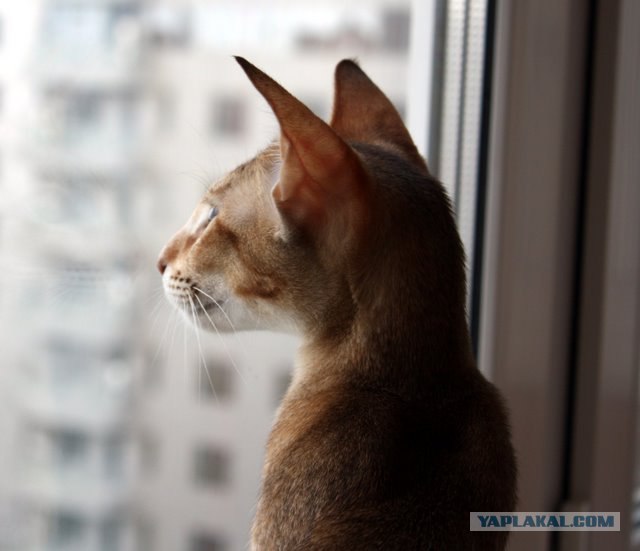 Котовторник на ЯПлакалъ (13.05.08)