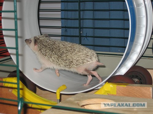Йожиковторник на ЯПе