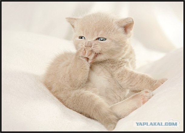 Даёшь Котовторник на ЯПе! (29.07.08)