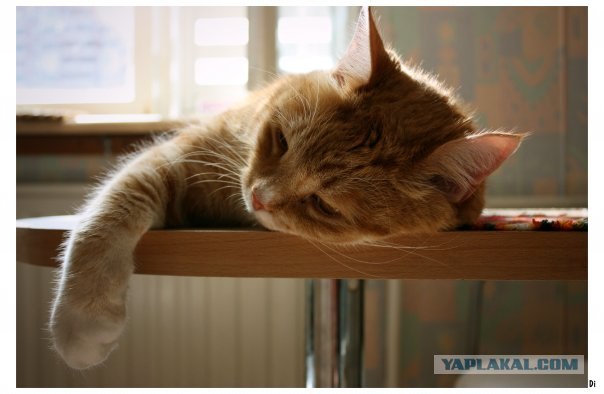 Котовторнику Да (09.12.08)