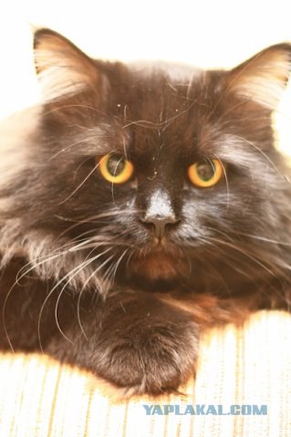 Котовторник на 22 июня