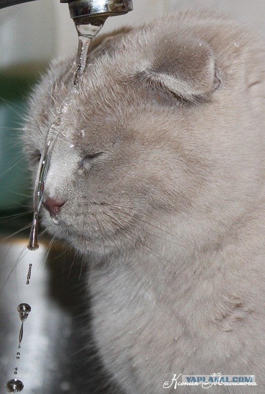 Котовторник - С праздником, котоводы!