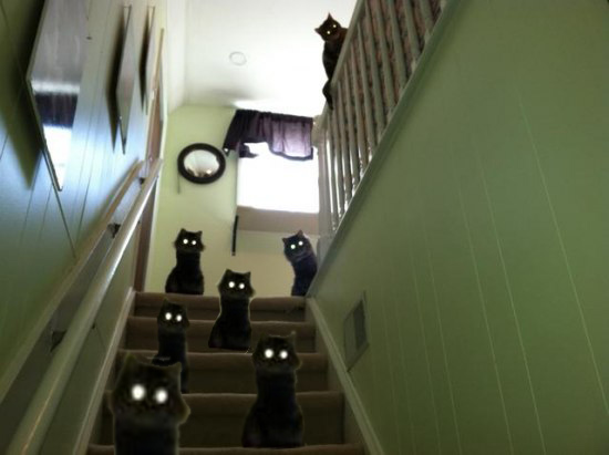 It's Catursday Fever! (Котовторник)