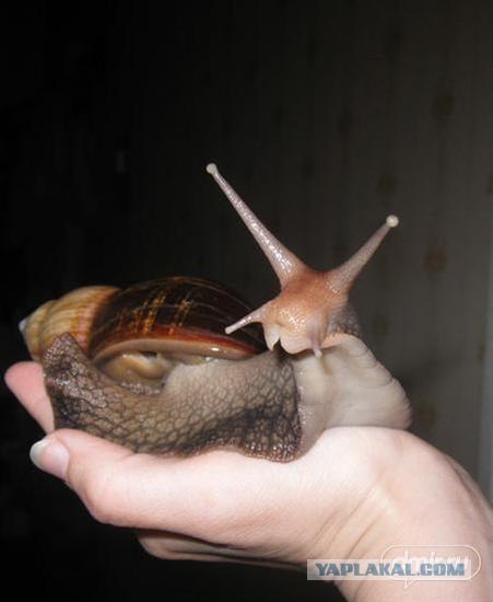 Череп неведомого существа.