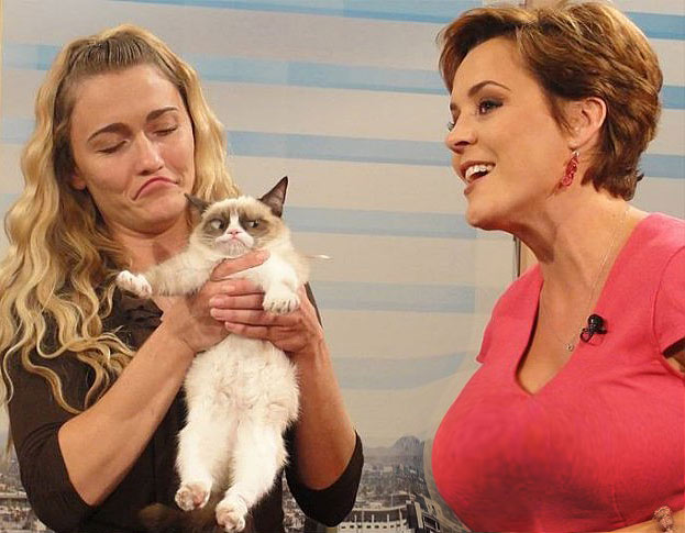 Сердитый кот