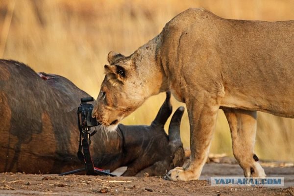 Спокойствие, только спокойствие!