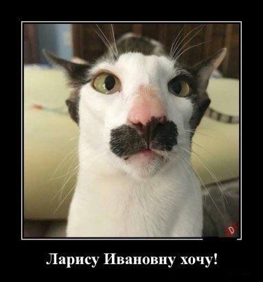 Это моя кошка