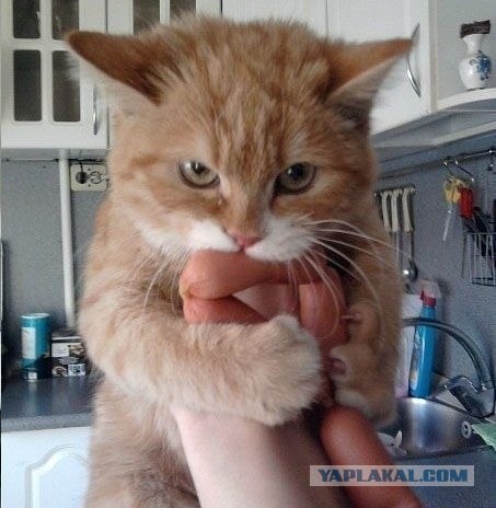 Кто?! Кто посмел обидеть маленького?!