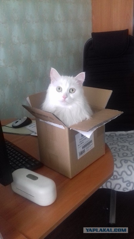 Коты, которые нас порадовали!