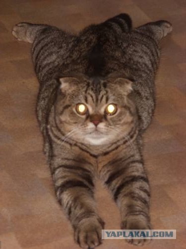 Самый грустный кот