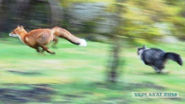 Машка