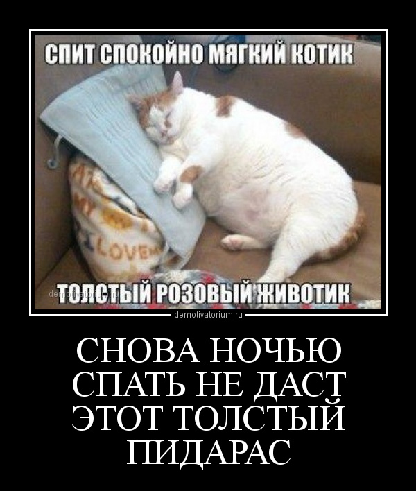 Когда котики получают рыбов